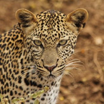 Heel dichtbij (Tsavo)
